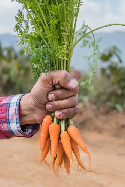 mano sosteniendo zanahorias