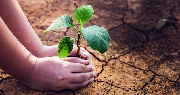 la mano sostiene un árbol que crece en la tierra agrietada árida Salvar el medio ambiente y el calentamiento global