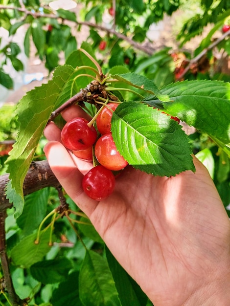 La mano sostiene las cerezas maduras Cerezo maduro con hojas verdes y frutos maduros