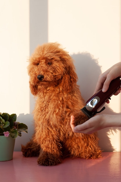 Una mano sostiene un cortaúñas para perros y una pata de caniche marrón rojizo