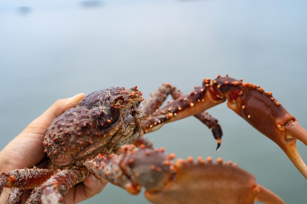 La mano sostiene un enorme cangrejo rojo en el fondo del mar