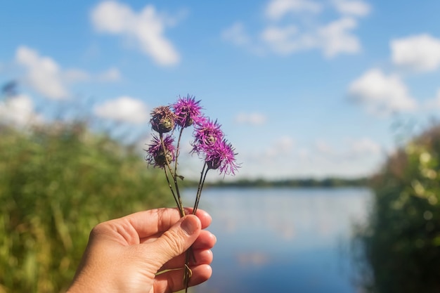 La mano sostiene flores silvestres de color púrpura en el fondo del lago y el cielo azul con nubes