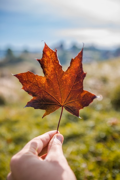 La mano sostiene una hoja de arce roja en el fondo de otoño.