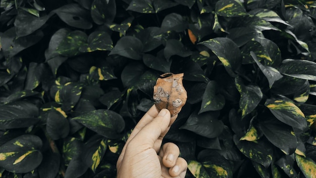 Foto una mano sostiene una hoja marrón frente a un fondo verde.