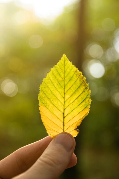 La mano sostiene una hoja de otoño amarilla, naranja, verde sobre un fondo de bosque de otoño. Estado de ánimo de otoño. Temporada de otoño fondo soleado.