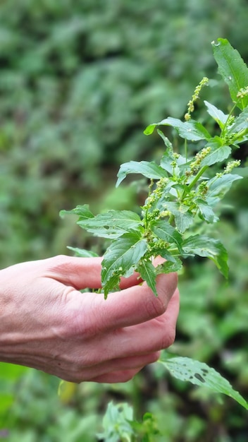 Una mano sostiene una planta que tiene la palabra "o".