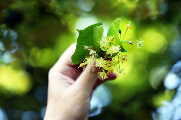 Una mano sostiene un ramo de flores de tilo