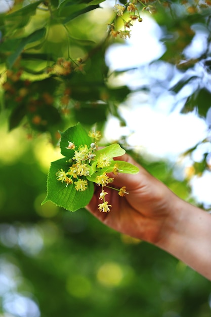Una mano sostiene un ramo de flores de tilo