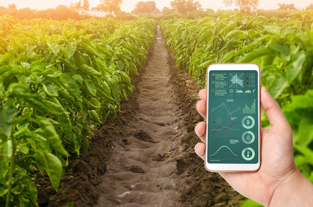 Una mano sostiene un teléfono inteligente con infografías en el fondo de las plantaciones de pimienta dulce Agricultura y agricultura Cultivo cosecha tierras de cultivo producción de productos agrícolas