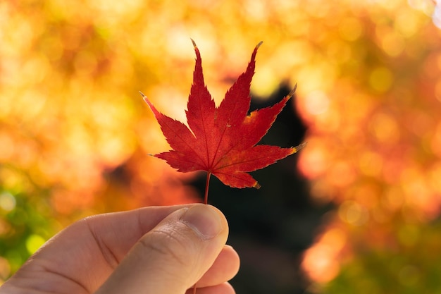 Mano sujetando agarrar un árbol de hoja de arce de color rojo con el fondo de la caída del concepto de otoño de árbol de arce de fondo natural