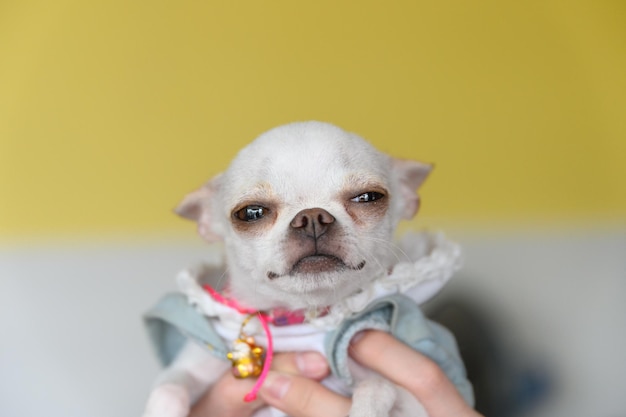 Mano sujetando cachorro blanco chihuahua