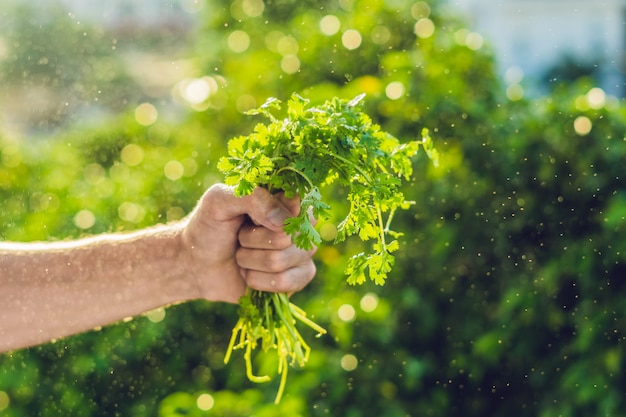 Mano sujetando cilantro con gotas de agua