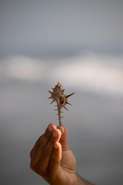 Una mano sujetando un erizo de mar con el mar de fondo