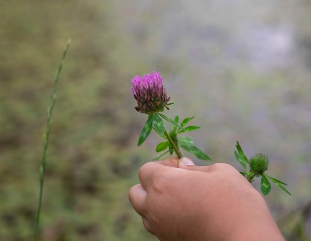Mano sujetando la flor de trébol violeta sobre verde hierba borrosa