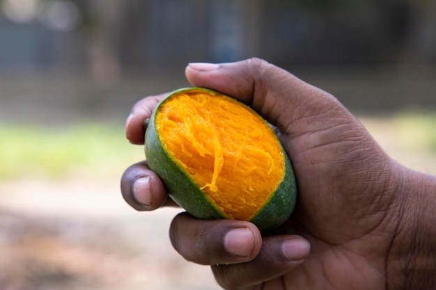 Mano sujetando la fruta de mango mordida madura amarilla con el fondo borroso