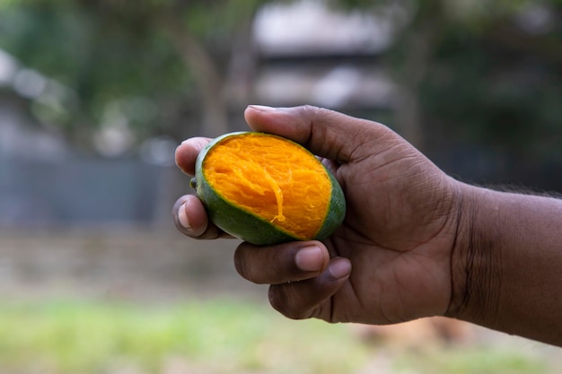 Mano sujetando la fruta de mango mordida madura amarilla con el fondo borroso