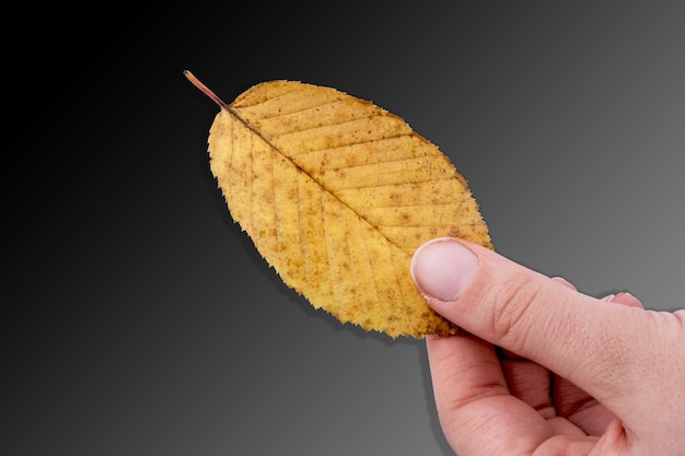 Mano sujetando una hoja seca de otoño en la mano sobre un fondo blanco.