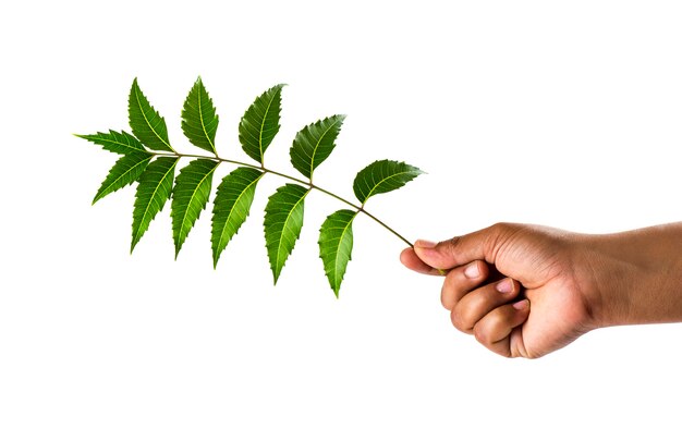 Mano sujetando hojas de Neem - Azadirachta indica