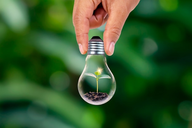 Mano sujetando lámparas ahorradoras de energía y plantas pequeñas Lámparas ahorradoras de energía en crecimiento