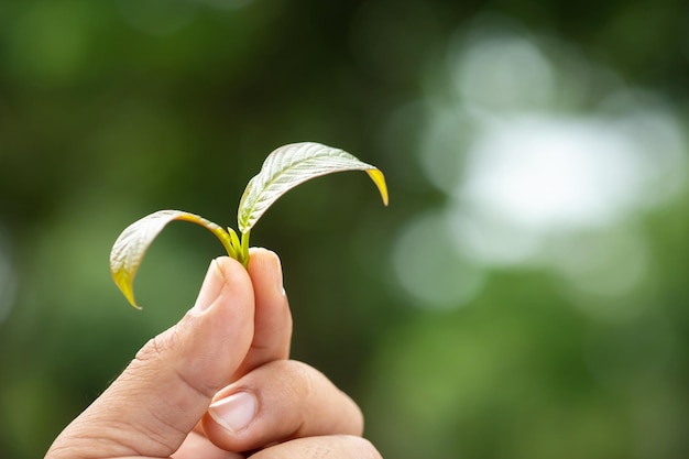 Mano sujetando Mitragyna speciosa fresca o árbol de kratom Disparos al aire libre sobre fondo borroso