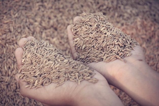 Mano sujetando semillas de arroz recién cosechadas en el subcontinente indio