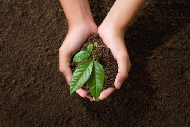 Mano superior de la vista que sostiene el árbol joven para plantar en jardín