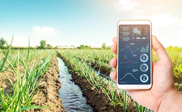 Una mano con un teléfono y una plantación de cebolla puerro Paisaje Agroindustria Conservación de los recursos hídricos y reducción de la contaminación Cuidado de las plantas cultivo de alimentos Altas tecnologías en la agricultura