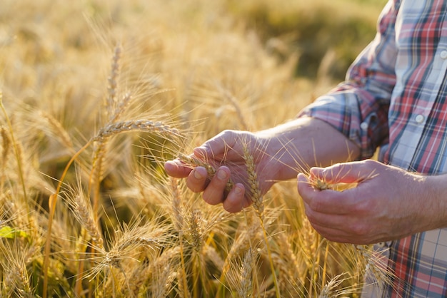 La mano toca las espigas de trigo. Granjero en un campo de trigo. Concepto de cosecha rica