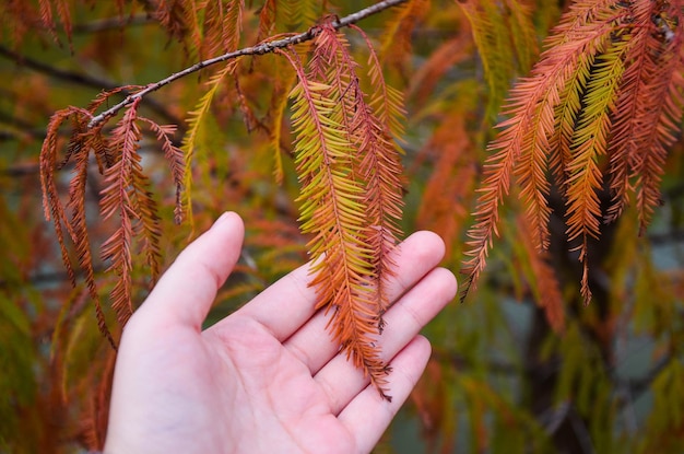 Mano tocando la hoja de Taxodium distichum