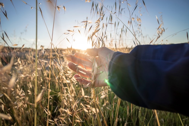 Mano tocando las plantas en la naturaleza