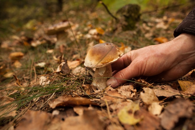 Foto mano tocando seta en suelo de bosque