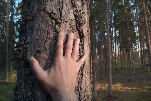 Una mano tocó el tronco de un árbol.