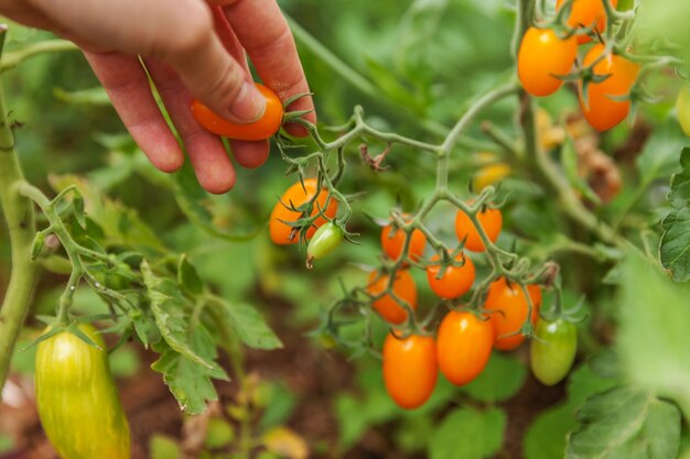 Mano de trabajador agrícola recogiendo tomates maduros frescos