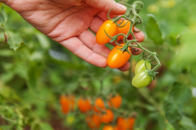 Mano de trabajador agrícola recogiendo tomates maduros frescos
