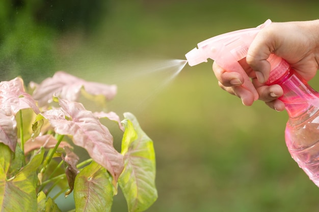 Foto mano usando spray rosa para regar la planta por la mañana