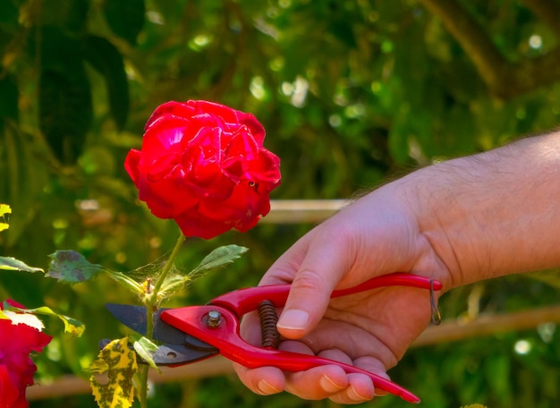 Mano usando tijeras en un jardín.