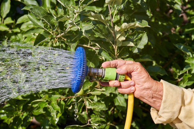 Mano vieja sostiene la boquilla de la manguera y rociar agua