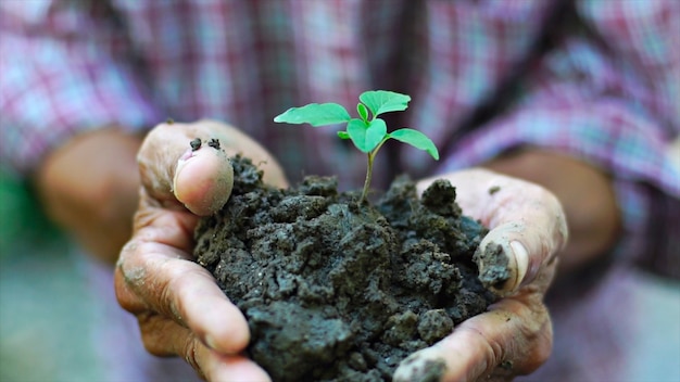 mano del viejo hombre que sostiene el crecimiento de la planta verde