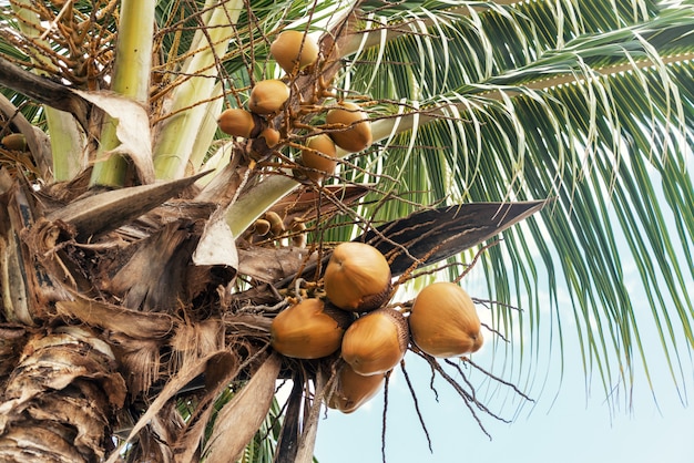 Foto manojo de bayas de coco en palmera