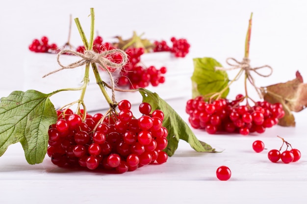 Manojo de bayas orgánicas maduras frescas del viburnum en la tabla blanca.