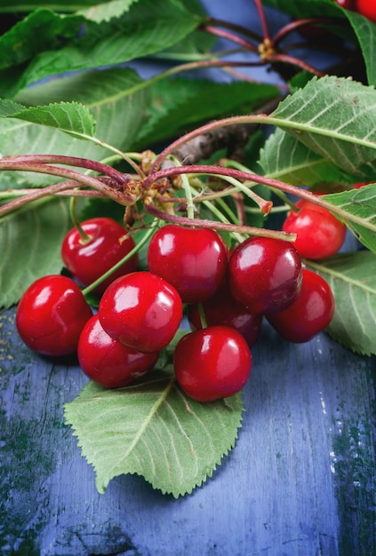 Manojo de cerezo con bayas y hojas