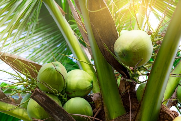 Manojo de coco en cocotero. Fruta tropical. Palmera con hojas verdes y frutos. Cocotero en Tailandia. Plantación de coco. Granja agrícola. Bebida ecológica para el verano. Planta exótica.