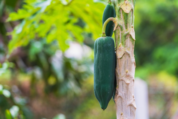 Manojo crudo verde fresco de papaya en el árbol de papaya