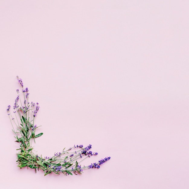 Manojo de delicadas flores de lavanda formando marco sobre fondo rosa