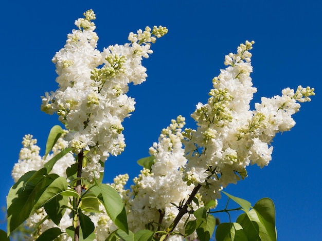 Manojo de flor lila blanca