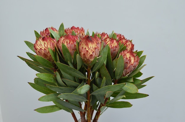 Foto manojo de flor protea marrón aislado en un fondo blanco