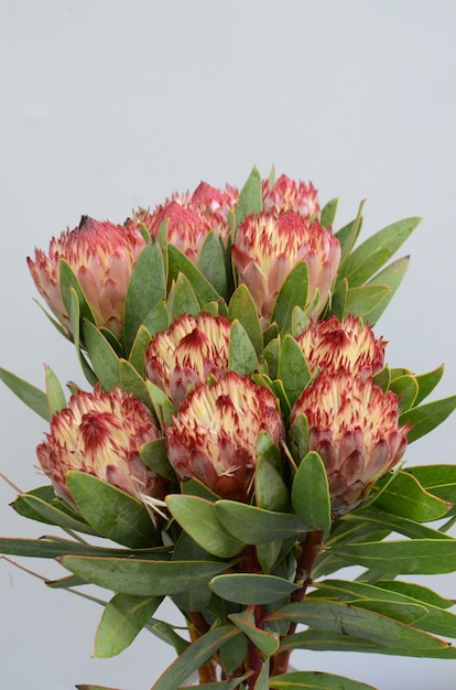 Manojo de flor protea marrón aislado en un fondo blanco