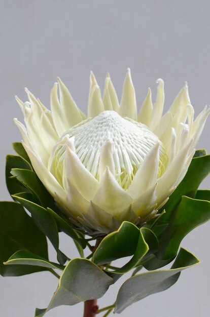 Manojo de la flor del protea del rey aislado en un fondo blanco