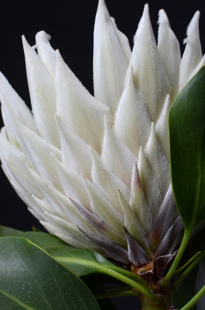 Manojo de la flor del protea del rey aislado en un fondo negro