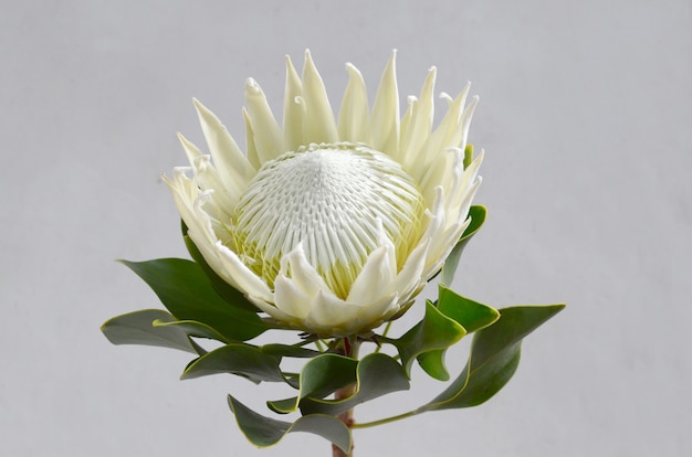 Manojo de la flor del protea del rey en un fondo aislado blanco. De cerca. Para el diseño. Naturaleza.